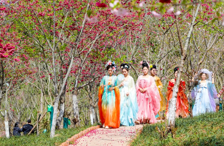 游客身着汉服赏樱花。昭化区融媒体中心供图