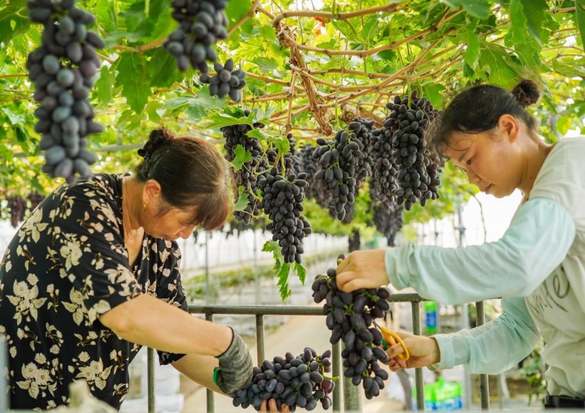 工人正在采摘葡萄。受访者供图