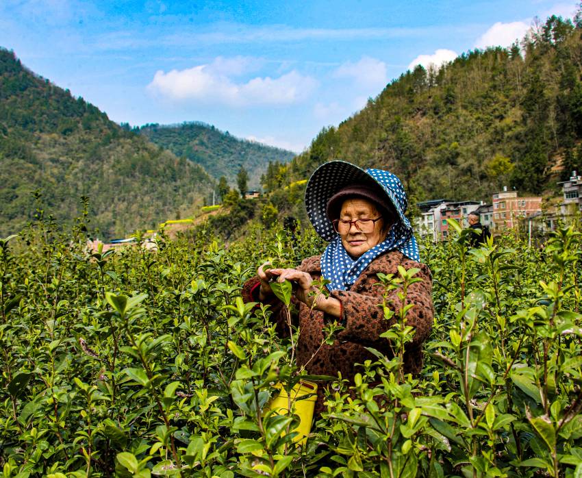 采摘春茶村民。宣汉县委宣传部供图
