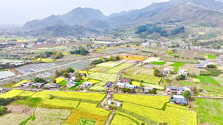 清泉村五颜六色的花海。绵竹市融媒体中心供图