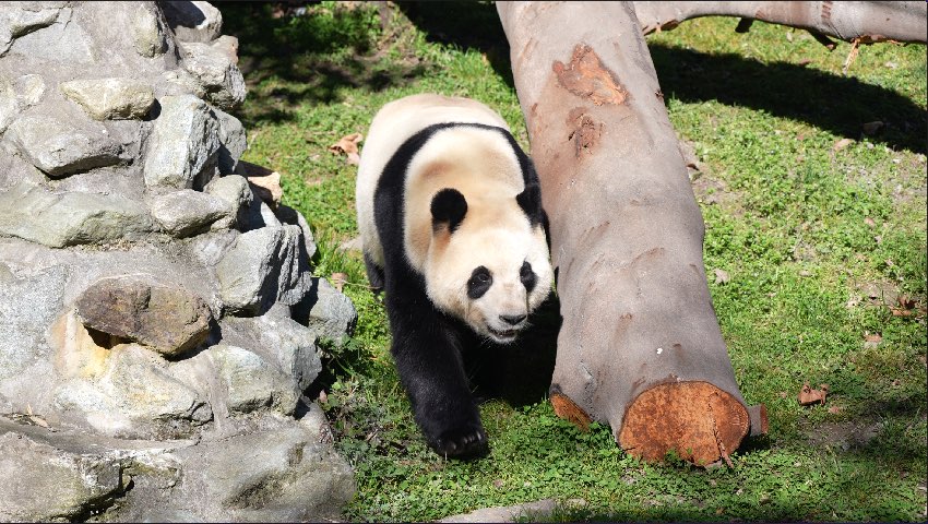 大熊猫“福宝”。中国大熊猫保护研究中心供图
