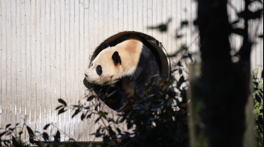 大熊猫“福宝”。中国大熊猫保护研究中心供图