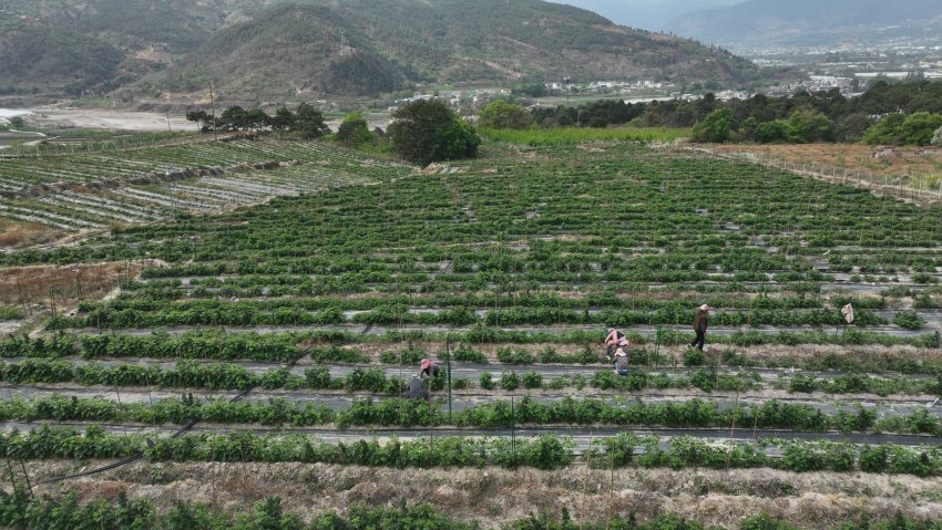 安宁村连片标准化覆盆子种植基地。德昌县委宣传部供图