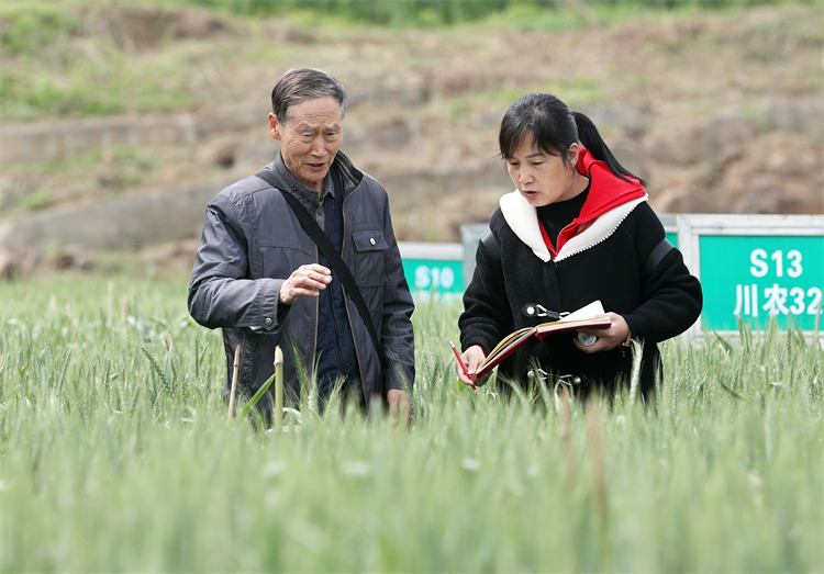 邢国风(左一)与种植专业合作社工作人员在田间了解小麦的长势情况。昭化区融媒体中心供图