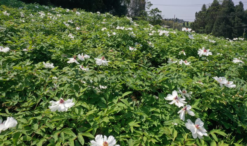 白色的牡丹花。张凤莉、孙小红供图