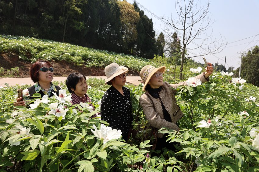 游客在牡丹园里拍照。张凤莉、孙小红供图