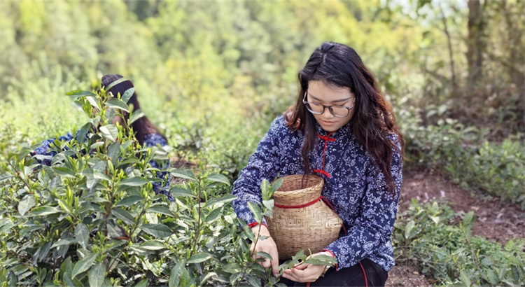 游客体验采茶。青川县融媒体中心供图