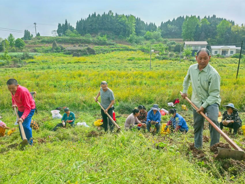 村民们正在采收黄精。潘政吉摄