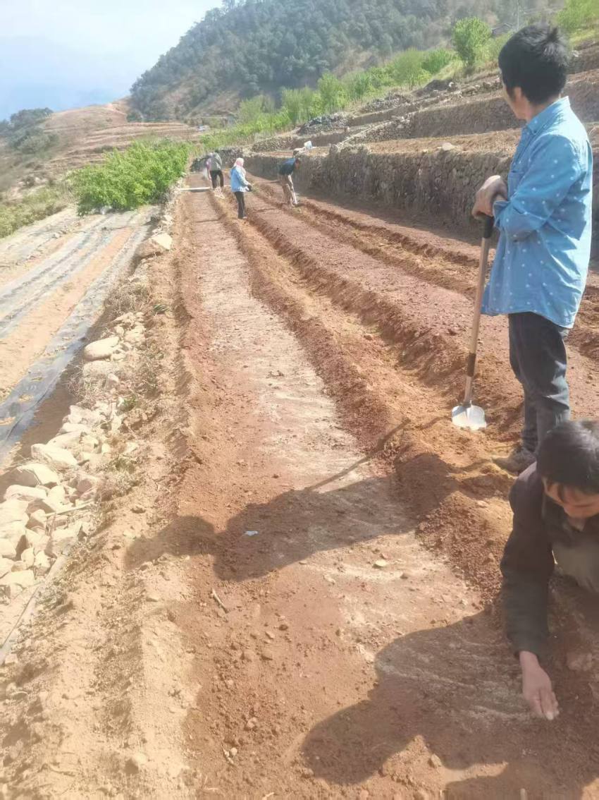 村民正在种植野菊花。德昌县委宣传部供图