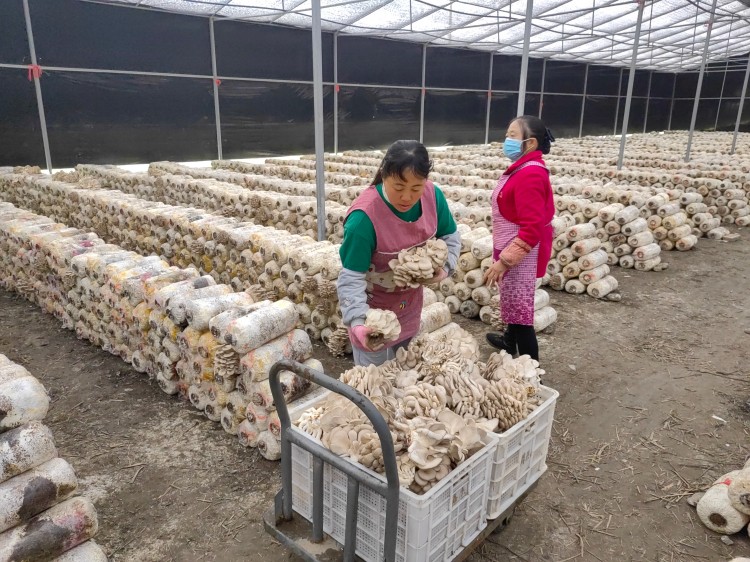 清泉香菌種植基地。綿竹市融媒體中心供圖