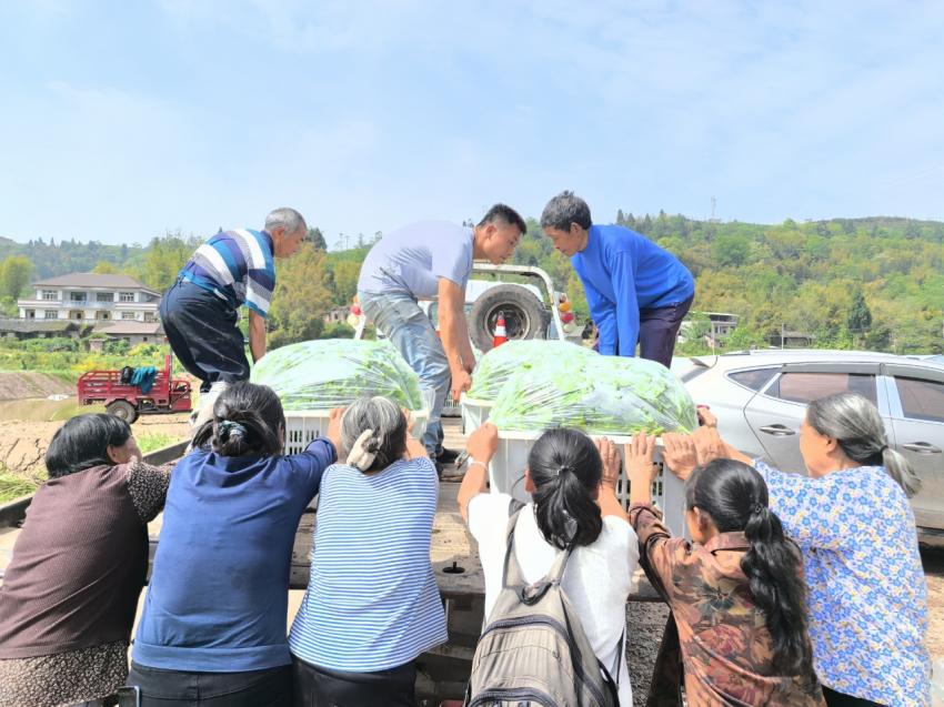 务工村民们正将木耳菜装车。潘政吉摄