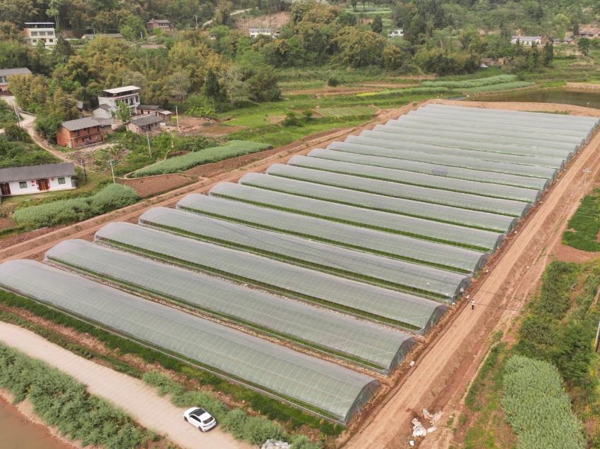 新华村蔬菜大棚基地。闫凯摄