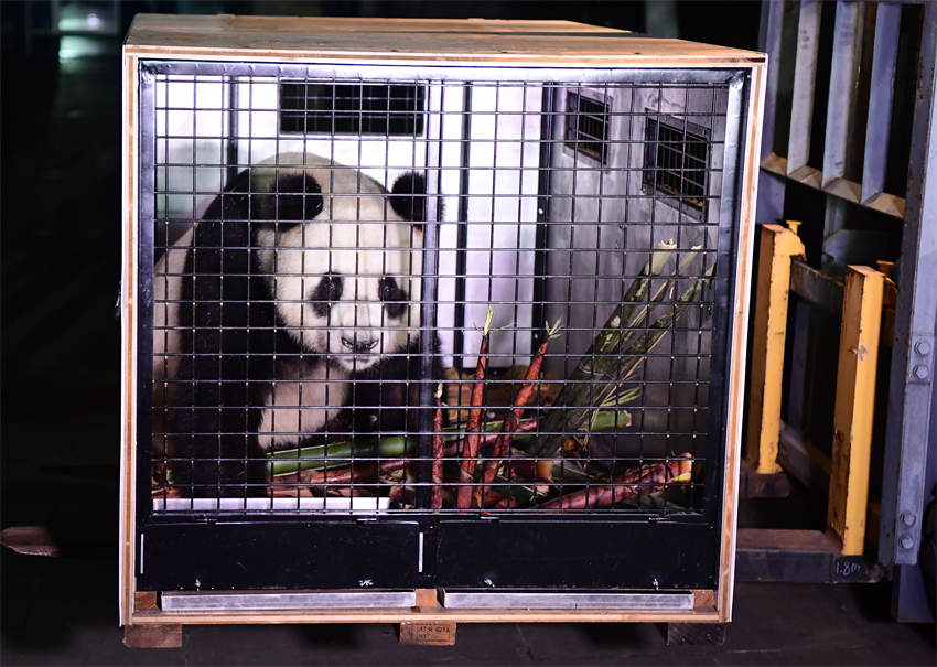大熊猫“荷风”装运。大熊猫保护研究中心供图