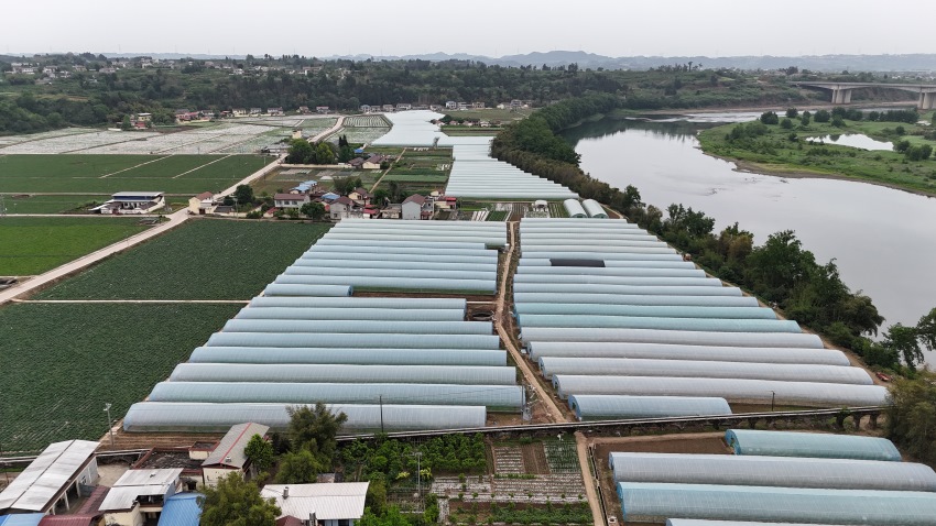 資陽市雁江區保和鎮盤龍村快菜種植基地。徐啟夢、吳孝瑜供圖