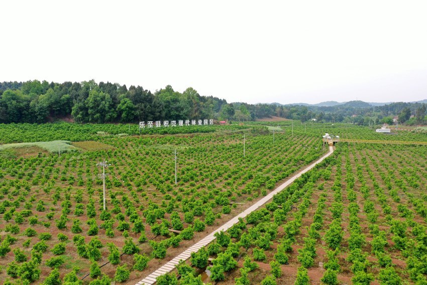 三沟村的枳壳园一隅。陈刚摄