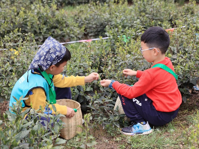 枇杷茶采摘体验。崇州市委宣传部供图
