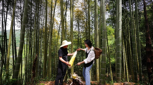 挖竹笋体验。崇州市委宣传部供图