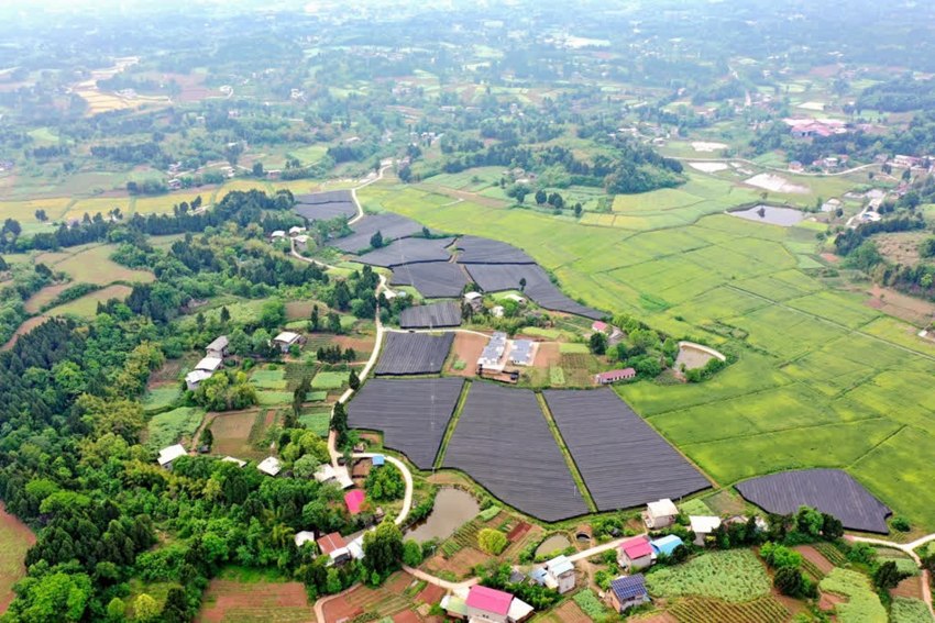 杨家祠的三七种植基地。张凤莉、陈刚供图