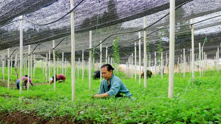 务工村民除草。张凤莉、陈刚供图