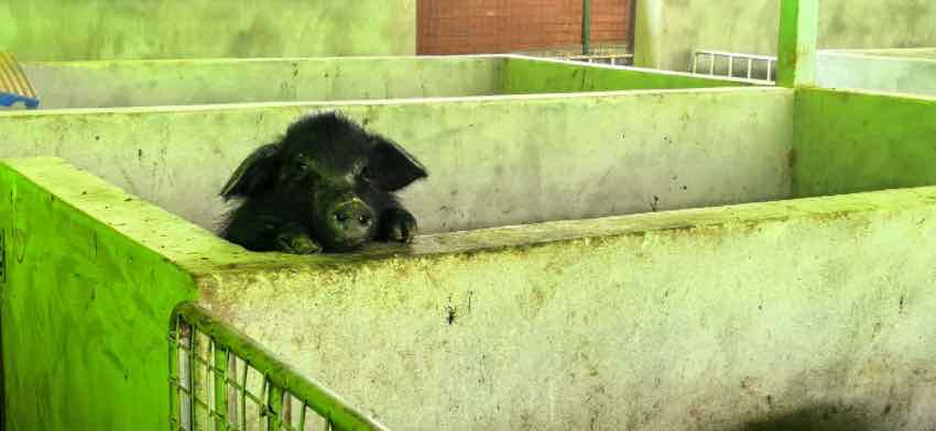陈家湾家庭农场藏香猪养殖区。易奎西摄