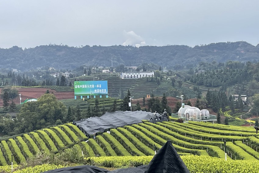 纳溪区护国镇梅岭村二月亭抹茶基地。泸州市纳溪区农业农村局供图
