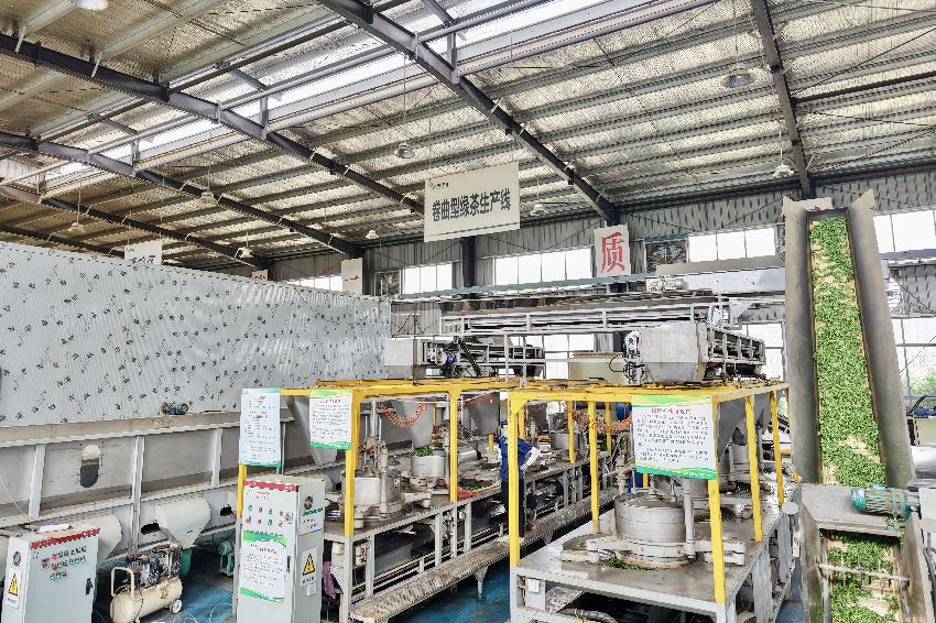 筠连茶业有限责任公司鲜叶加工。企业供图