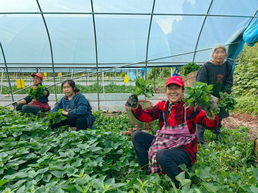 资阳市雁江区宝台红薯现代农业示范园区苕尖采收现场。徐启梦、吴孝瑜供图