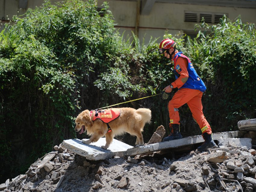 5月12日，雅安石棉，四川省森林消防總隊特勤大隊訓導員攜帶搜救犬對“被埋人員”進行搜索。 程雪力攝