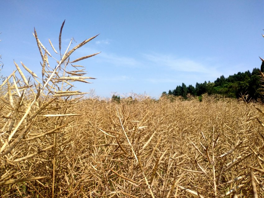 成熟饱满的油菜。谢义摄