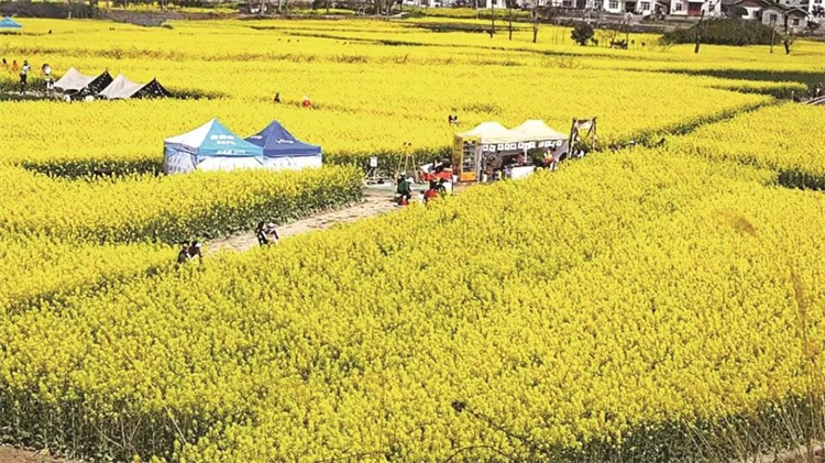 朝天区羊木镇东山村油菜花田。广元市融媒体中心供图