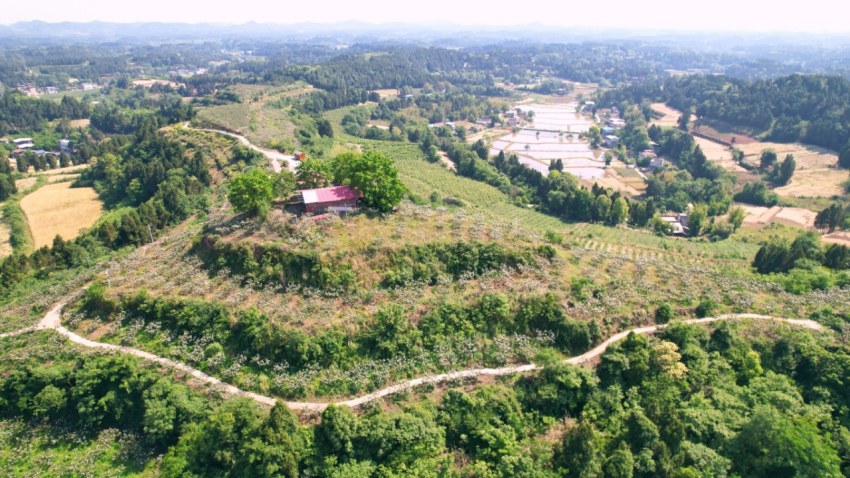 枇杷种植基地一隅。张凤莉、陈刚、姚阳摄