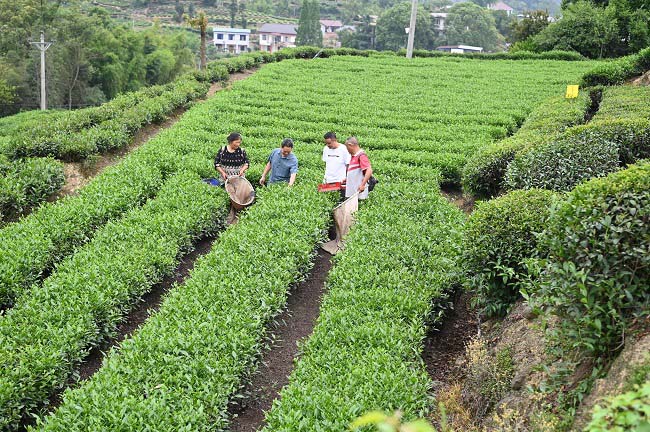 茶园。荣县融媒供图