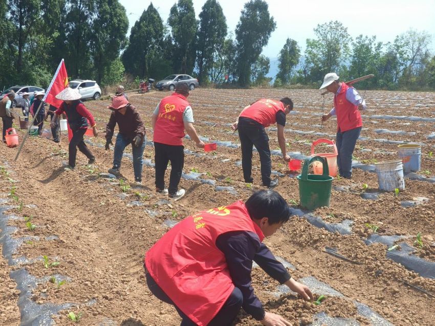 党员突击队虎跳镇五龙村协助烟苗移栽。四川广元市昭化区烟草专卖局（分公司）供图