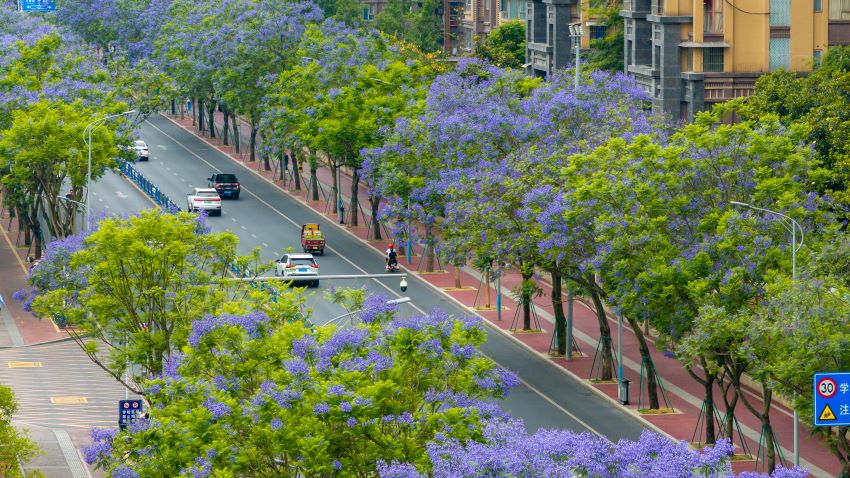 眉山市东坡区阜成路迎来了蓝花楹盛花期。黄伟摄