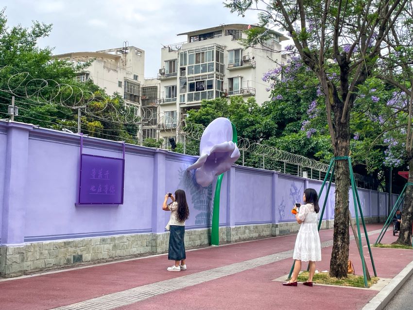 市民游客在蓝花楹树下拍照。豆玲惠摄