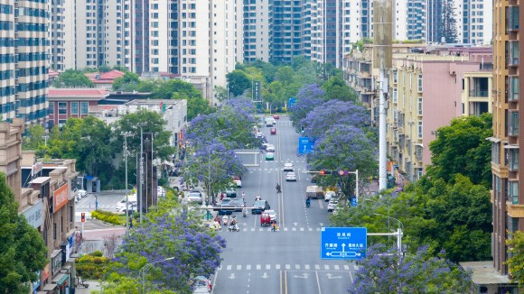 一排盛开的蓝花楹给城市带来浪漫色彩。黄伟摄