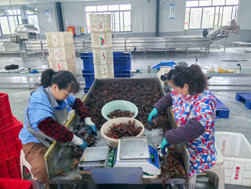 工人在川渝小龙虾集散中心分拣小龙虾。杨雪莉摄