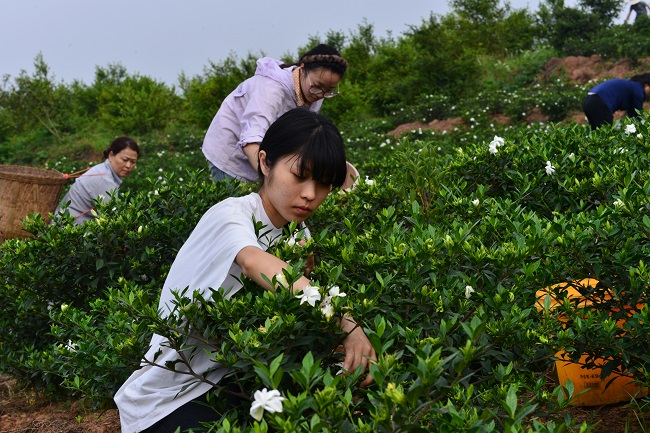 采摘栀子花。荣县融媒供图