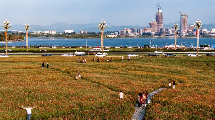 市民游客在兴隆湖畔的花海游玩。马骥摄