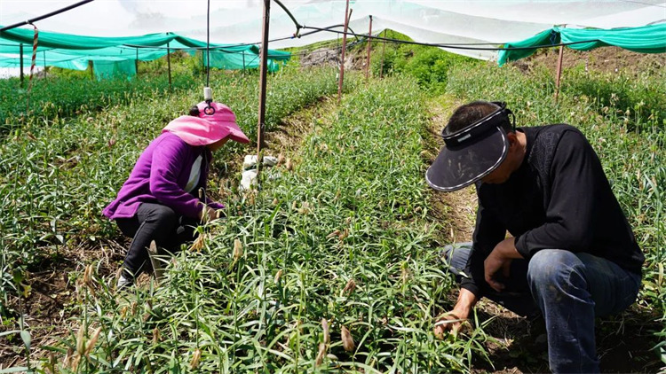 王天琼夫妇正在为贝母除草。黑水县融媒体中心供图