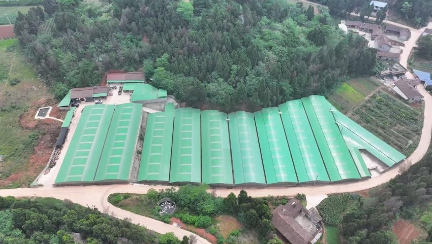 龙洞湾肉鸽养殖园区。朱涛、李欣蕊供图