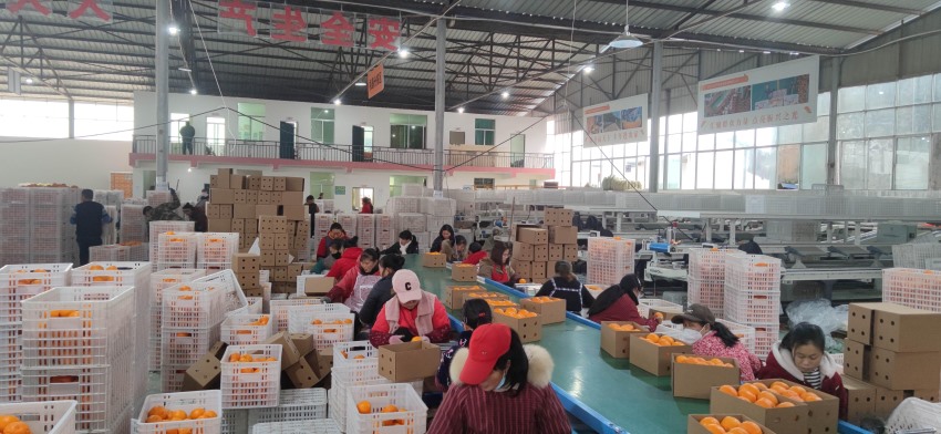 周边村民在分拣包装厂就近务工。李青佩、雷霏摄