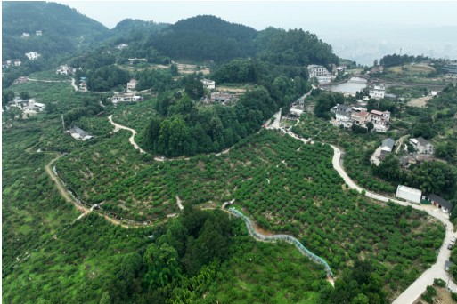 七星村的桃林。叙州区融媒体中心供图