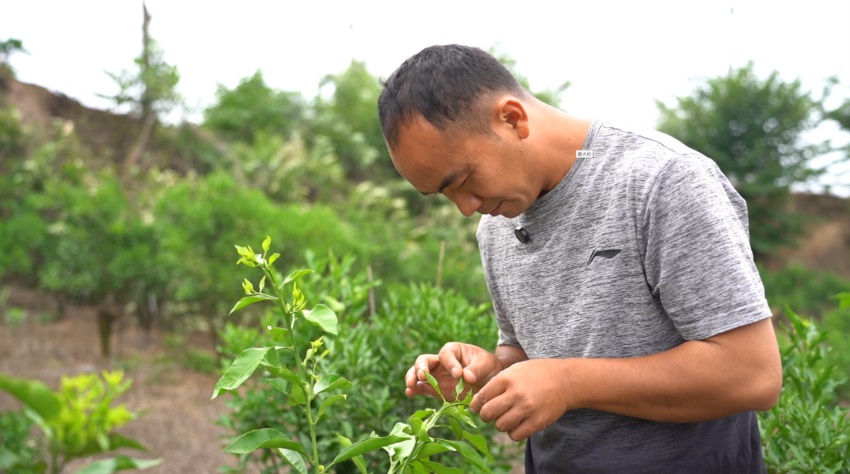 罗泽为村民示范疏果要领。舒晶摄