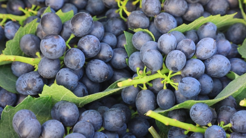 高寺水果。周媛、姚阳供图