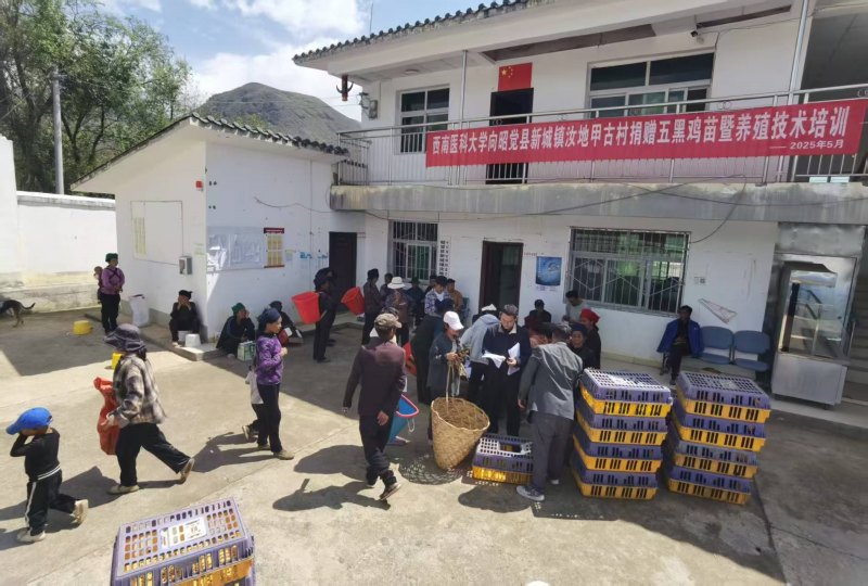 捐赠乌黑鸡苗。付陆摄