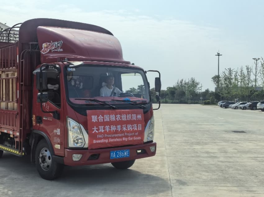 简州大耳羊种羊运输途中。成都市农业农村局供图