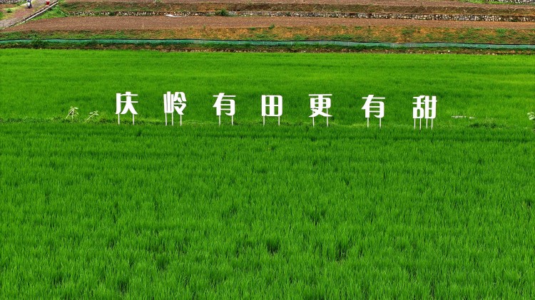 慶嶺稻田。高縣融媒體中心供圖