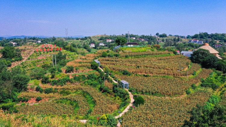 李庄鎮左灣釀酒專用糧基地。翠屏區融媒體中心供圖