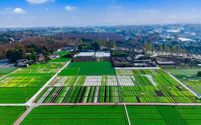覆蓋高山村的溫江農業科技園。張志強供圖